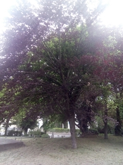 Fagus sylvatica