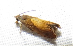 Dichrorampha bittana