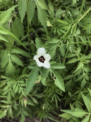 Hibiscus trionum