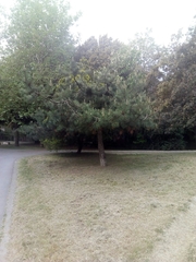 Pinus nigra