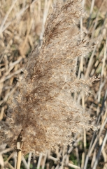 Phragmites australis