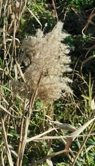 Phragmites australis