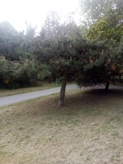 Pinus nigra
