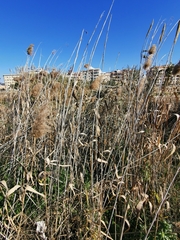 Phragmites australis
