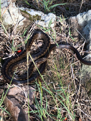 Alsophis rufiventris