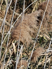 Phragmites australis
