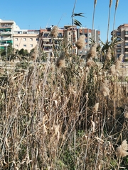 Phragmites australis