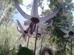 Erythronium hendersonii