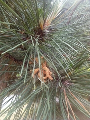 Pinus nigra