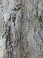 Pinus nigra