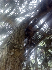 Pinus nigra