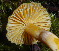 Hygrocybe elegans