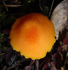 Hygrocybe elegans