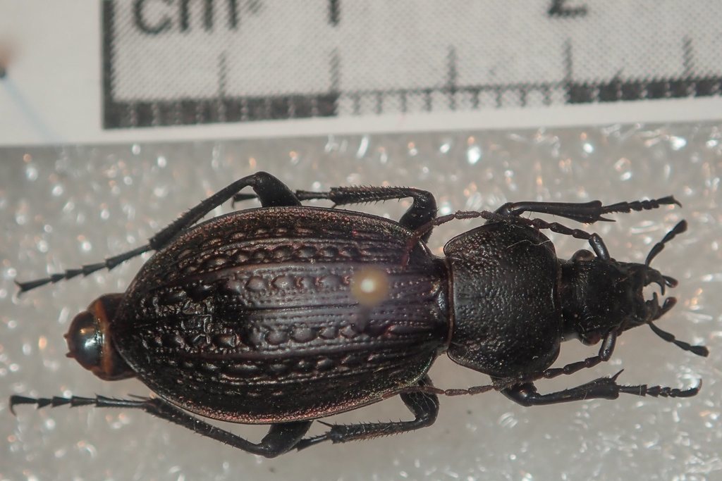 Carabus armeniacus