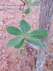 Terminalia brachystemma