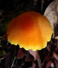 Hygrocybe elegans