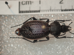 Carabus armeniacus