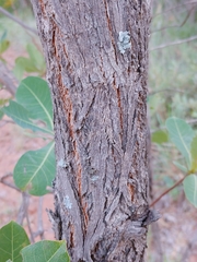Terminalia brachystemma