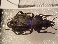 Carabus armeniacus