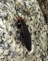Oxyhaloa deusta