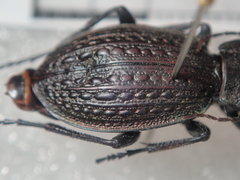 Carabus armeniacus