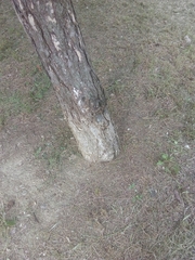 Pinus nigra