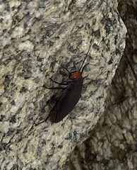 Oxyhaloa deusta