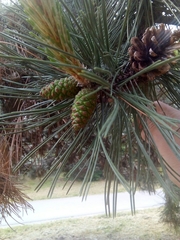 Pinus nigra