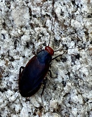Oxyhaloa deusta