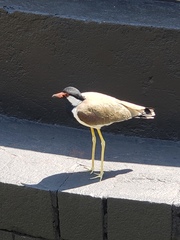 Vanellus indicus