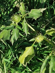 Datura stramonium