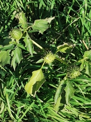Datura stramonium