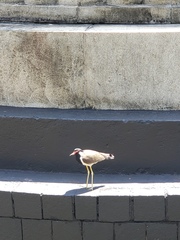 Vanellus indicus