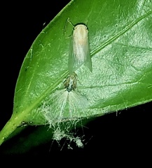 Scolypopa