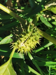 Datura stramonium