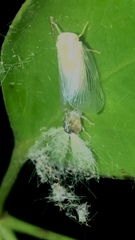 Scolypopa