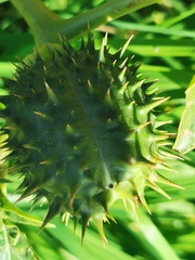 Datura stramonium