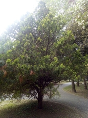 Platycladus orientalis