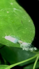 Scolypopa