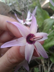Erythronium hendersonii