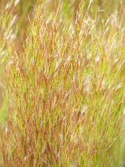 Schizachyrium condensatum