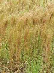 Schizachyrium condensatum