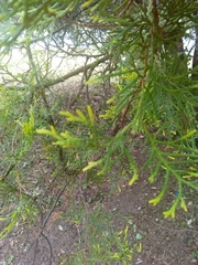 Platycladus orientalis
