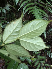Lasianthus hispidulus
