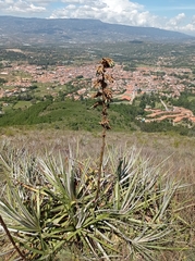 Puya bicolor