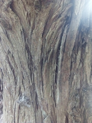 Platycladus orientalis