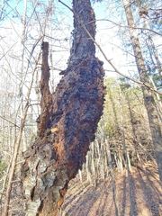 Neonectria ditissima