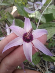 Erythronium hendersonii