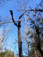 Neonectria ditissima