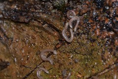 Cylindroiulus parisiorum